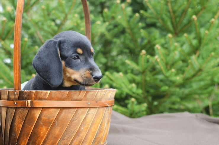 idade de cachorro para humano