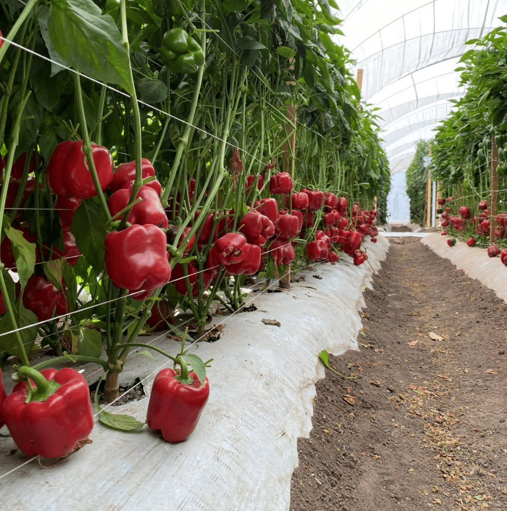 Desafios e Soluções: Manejo de Pragas e Doenças na Agricultura Orgânica