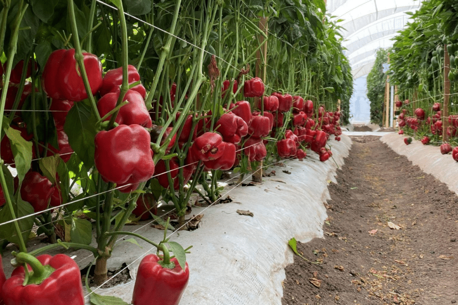 Desafios e Soluções: Manejo de Pragas e Doenças na Agricultura Orgânica