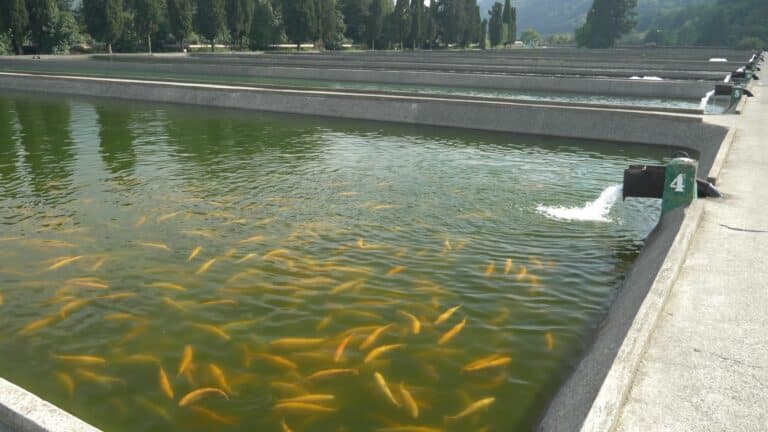 Um dos impactos mais notáveis da piscicultura no Brasil é sua contribuição para a economia local. Muitos pequenos empreendedores e agricultores têm encontrado na criação de peixes uma forma de complementar sua renda familiar.