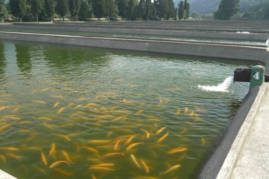 Um dos impactos mais notáveis da piscicultura no Brasil é sua contribuição para a economia local. Muitos pequenos empreendedores e agricultores têm encontrado na criação de peixes uma forma de complementar sua renda familiar.