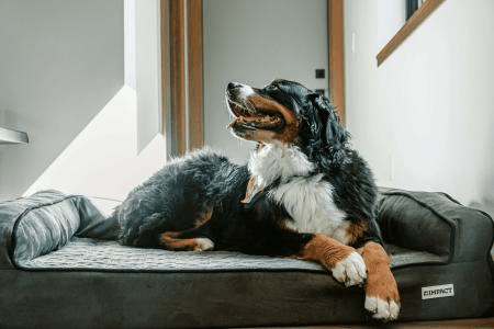 Novo pet? Dicas para um espaço acolhedor