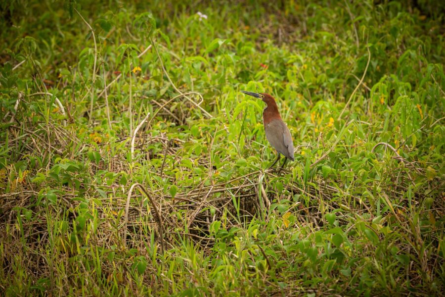 Escolher entre a Amazônia e o Pantanal para uma imersão na vida selvagem pode ser difícil, afinal são dois mundos igualmente fascinantes, mas completamente distintos. A grandiosidade da floresta tropical amazônica e o vasto campo alagado do Pantanal oferecem experiências únicas repletas de vida